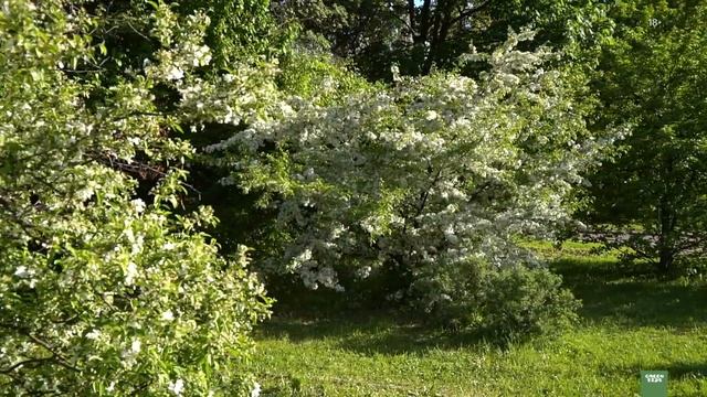 Декоративная яблоня. Лучшие сорта смотреть онлайн