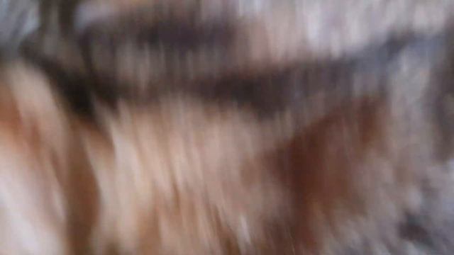 Мейн-куны и бенгалы