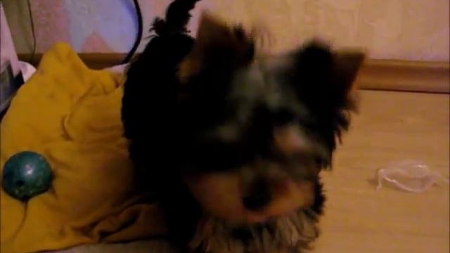 Джоник. Серьезный парень йоркширского терьера ;) смотреть онлайн