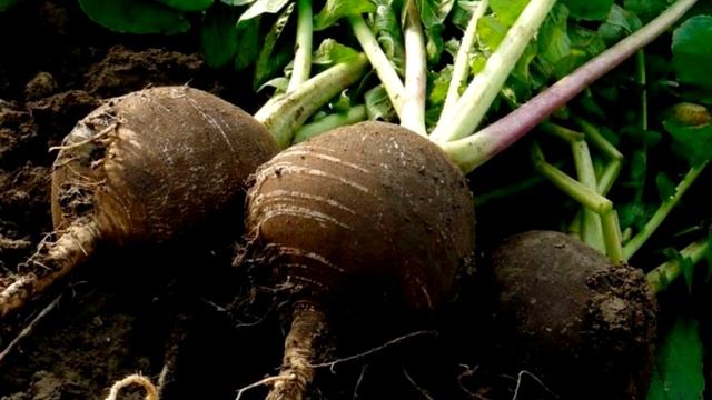 Секреты Мастера