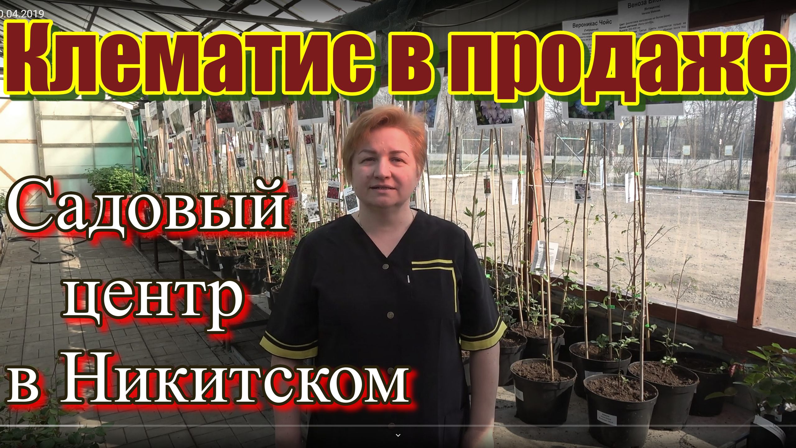 Клематисы в продаже смотреть онлайн