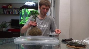 Кокедама Фикус