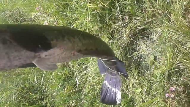 Ловля змееголова. Дальний восток. Трофей на спининг смотреть онлайн