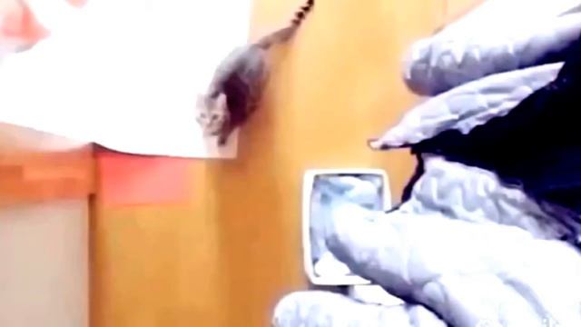 Смешные котики смотреть онлайн