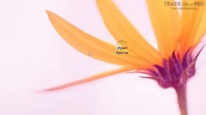 Как запретить автообновление Metatrader 4