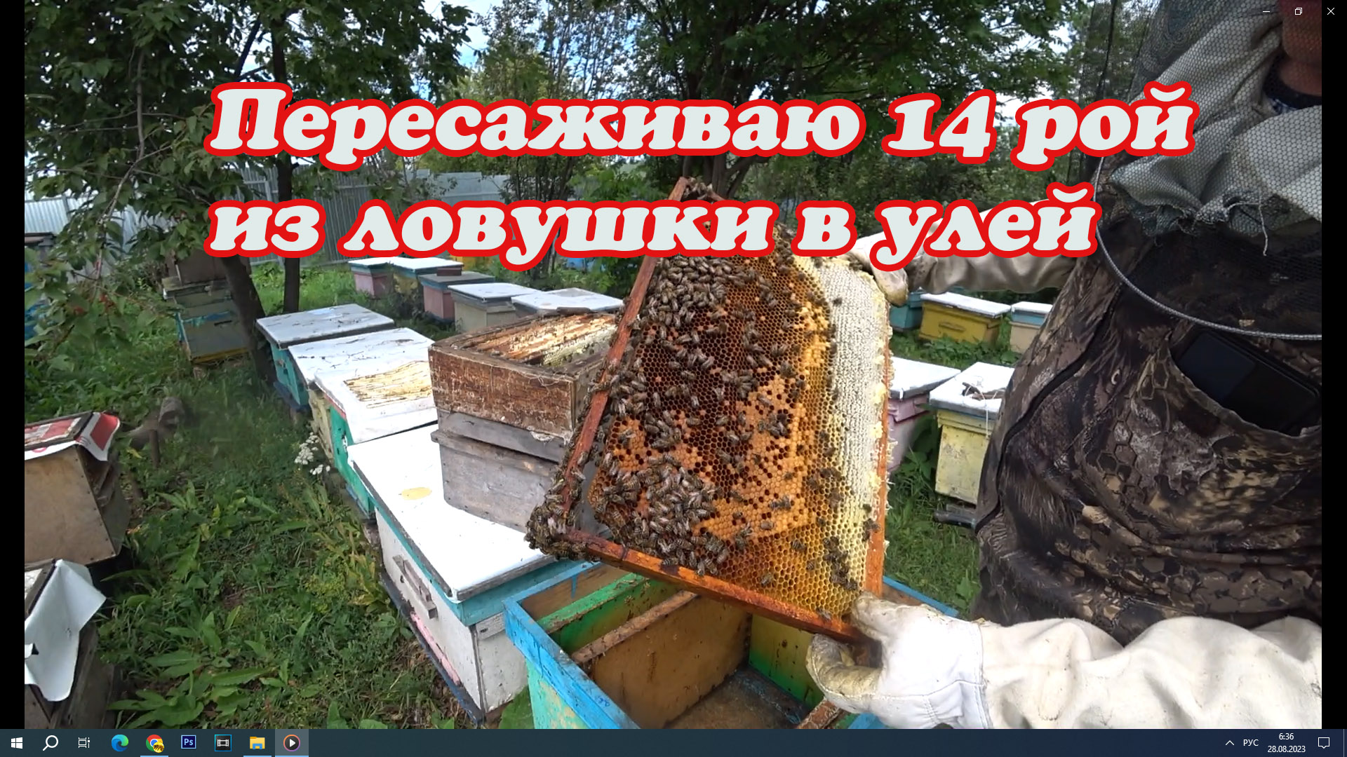 ПЕРЕСАЖИВАЮ РОЯ ПОД НОМЕРОМ 14 ПОЙМАННОГО В ЛОВУШКУ. смотреть онлайн