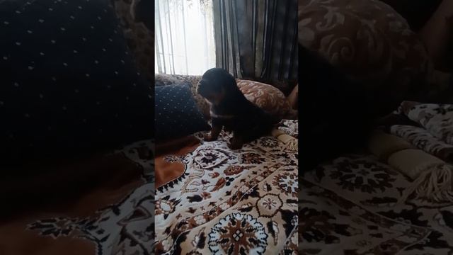 маленький ротвейлер мальчик)))месяц щенку смотреть онлайн