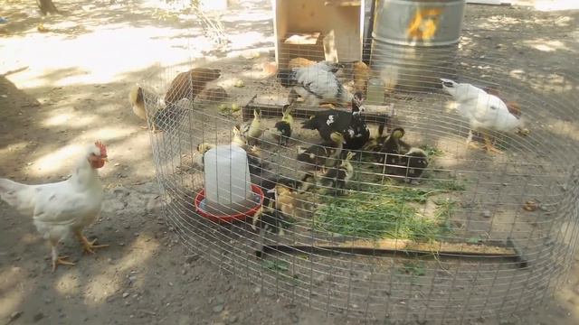 Индоутятам две недели смотреть онлайн