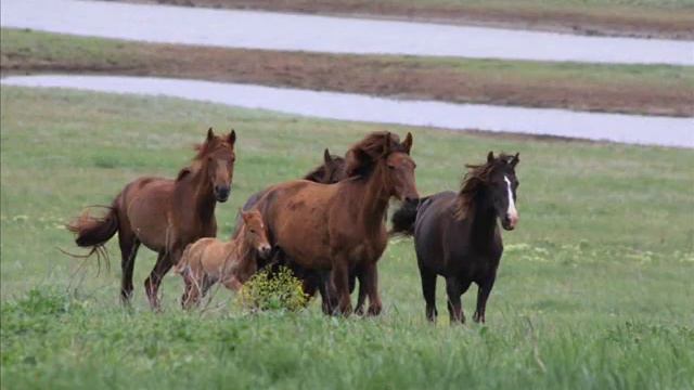 Russian Mustangs