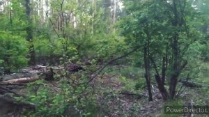 Проверка пчелиных ловушек. 5.06.2022