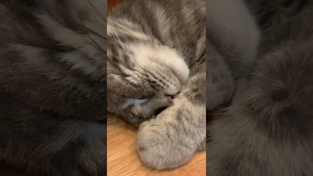 КРЕПКИЙ СОН КОТИКА/ КОТИК УСТАЛ/СОН ПОСЛЕ ОБЕДА/?