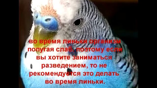 что такое линька.