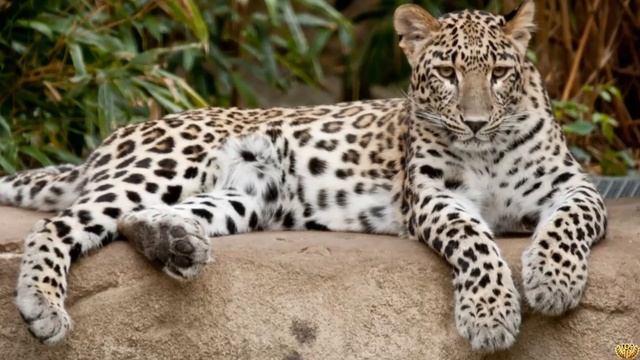 ГИЕНА ПРОТИВ ЛЕОПАРДА - КТО СИЛЬНЕЕ? КТО ПОБЕДИТ? смотреть онлайн