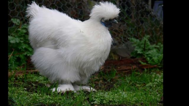 САМЫЕ НЕОБЫЧНЫЕ ПОРОДЫ КУР. ТОП-3 смотреть онлайн