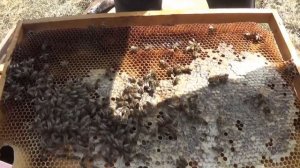 Объединение двух пчелиных семей.