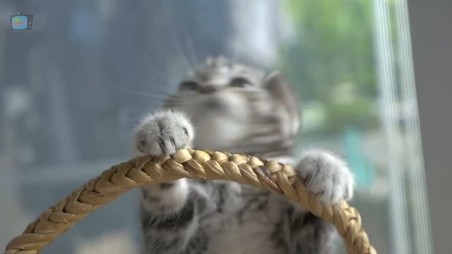 Som de Gato e Gatinhos Miando смотреть онлайн
