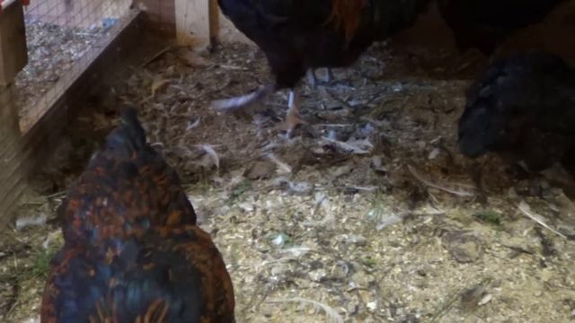 Мой курятник 50 процентов пройдено смотреть онлайн