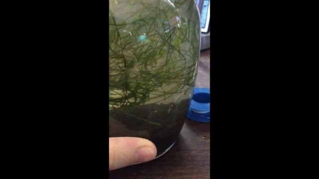 New Item: Aquarium Vases смотреть онлайн
