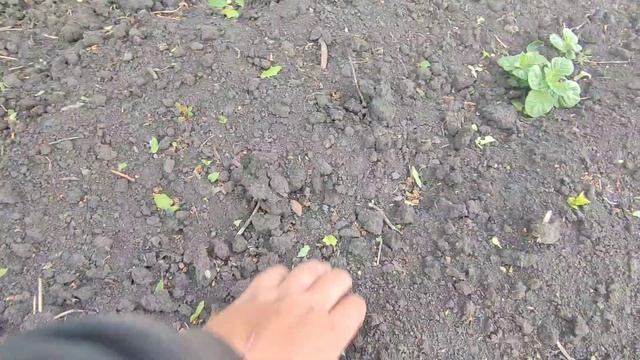 Похоже ОСТАНЕМСЯ БЕЗ КАРТОШКИ? треть огорода не взошла...