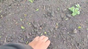 Похоже ОСТАНЕМСЯ БЕЗ КАРТОШКИ? треть огорода не взошла...