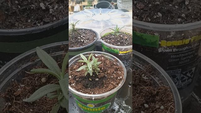 growing rosemary from seed #garden #homesteading #growingfood смотреть онлайн