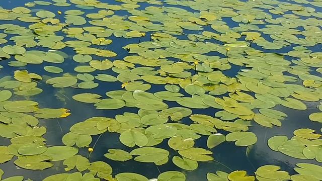 На Южном Урале зацвели кувшинковые "поля" смотреть онлайн
