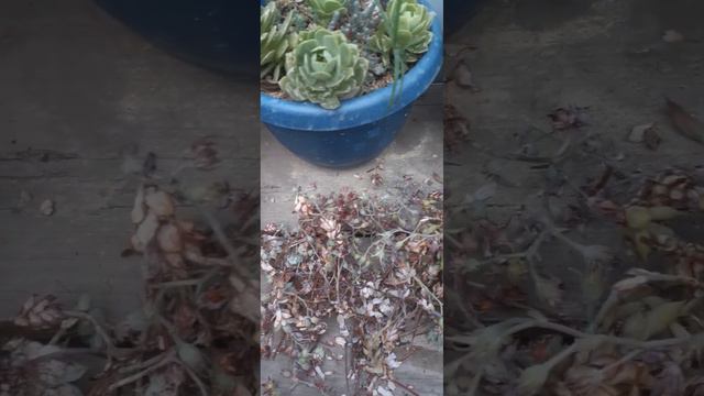 Hoy vamos a cortar la floración de nuestras sucus , siempre trabajando en el jardín смотреть онлайн
