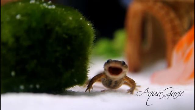 Аквариумный тритон смотреть онлайн