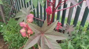 КЛЕЩЕВИНА! Это ростение стоит посадить. Оно прекрасно