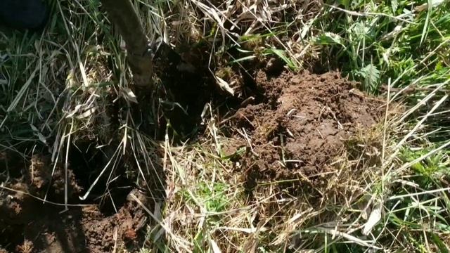 720 КГ. СБРОС СОВЕТСКОГО МЕТАЛЛА. МЫ ЕГО НАШЛИ!?✊? КОП МЕТАЛЛОЛОМА С MD4030