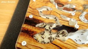 Муравьи и Фиджет Спиннер! ⚙ Alex Boyko