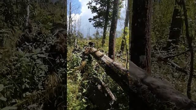 ТАКСА БАКСИК В ЛЕСУ БЫЛ смотреть онлайн