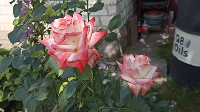 Роза Императрица Фарах . Rosa Imperatrice Farah . Чайно-гибридная роза . смотреть онлайн