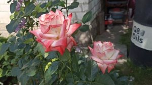 Роза Императрица Фарах . Rosa Imperatrice Farah . Чайно-гибридная роза .