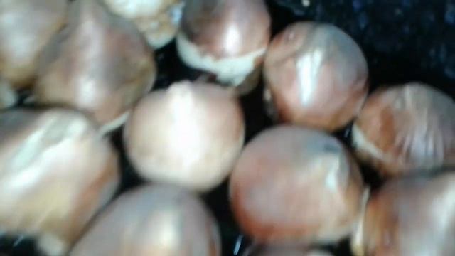 Выгонка тюльпанов 20 декабря 2020 "Контроль корневой системы" смотреть онлайн