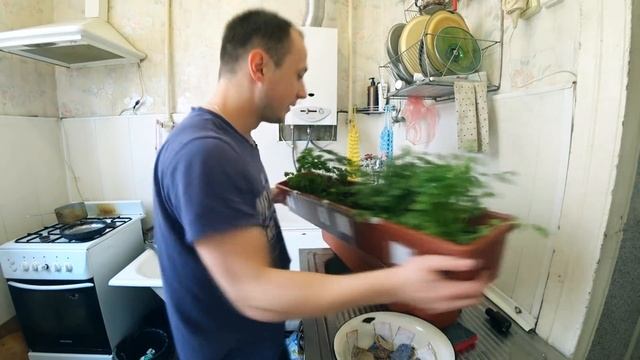 Как выжить если не хватает денег. Выращиваю жратву на дому смотреть онлайн