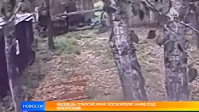 В придорожном кафе пьяному посетителю медведь откусил руку. смотреть онлайн
