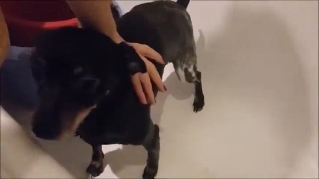 Как надо мыть собаку?|Полезная Собака #1 ? смотреть онлайн