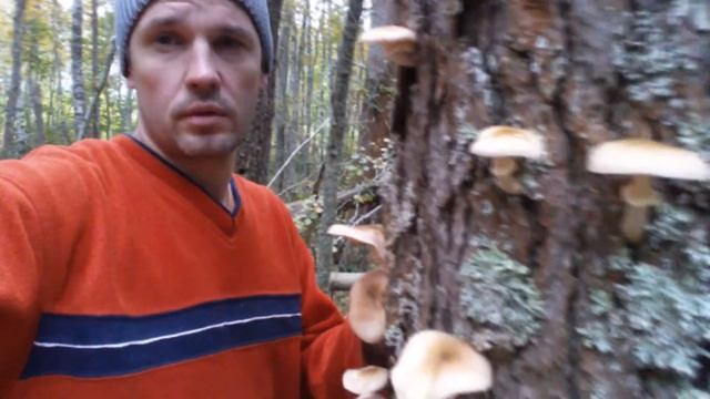 Убийцы деревьев? Паразиты? Или санитары леса? Опята. Грибы. Экологические экскурсии в СПб. смотреть онлайн