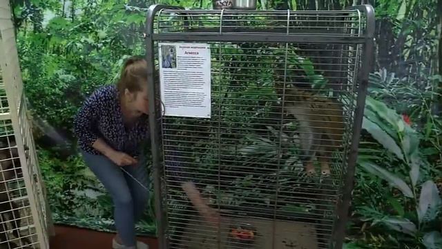 Передвижной Зоопарк. Обезьяны и попугаи смотреть онлайн