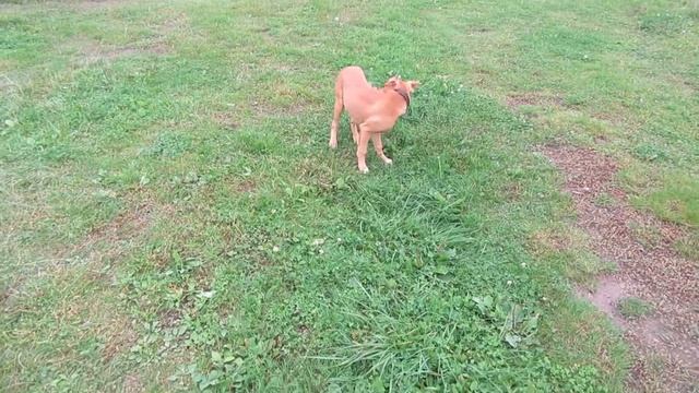Как выглядит щенок Питбуля в 5 месяцев.Рабочее разведение АПБТ/#apbt #апбт#питбуль#питбультерье смотреть онлайн