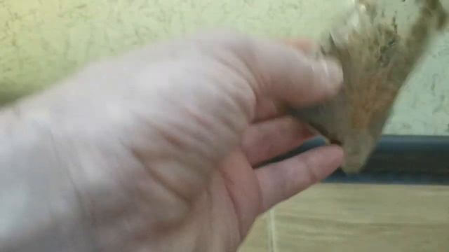 Проращивание семян азимины. МАКСИМАЛЬНО ПРОСТОЙ СПОСОБ смотреть онлайн