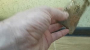 Проращивание семян азимины. МАКСИМАЛЬНО ПРОСТОЙ СПОСОБ