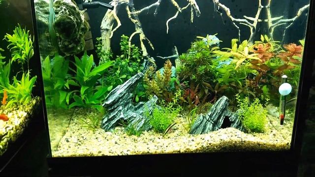 Аквариумы 55 литров или Рассказ о пельвиках смотреть онлайн