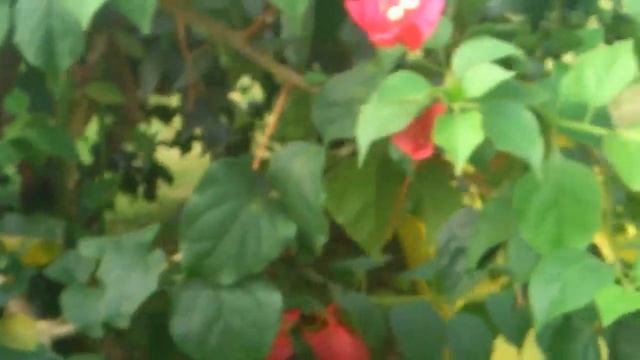 Xperia™ arc S - CAMERA TEST HD | 8,1 mp смотреть онлайн