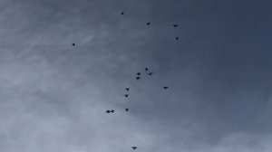 Николаевские голуби в Николаеве