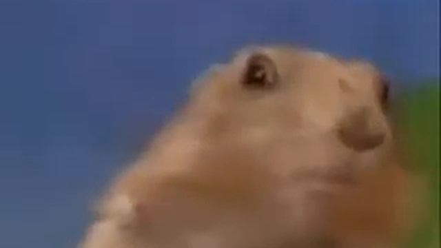 Суслик с загадочным взглядом flv смотреть онлайн