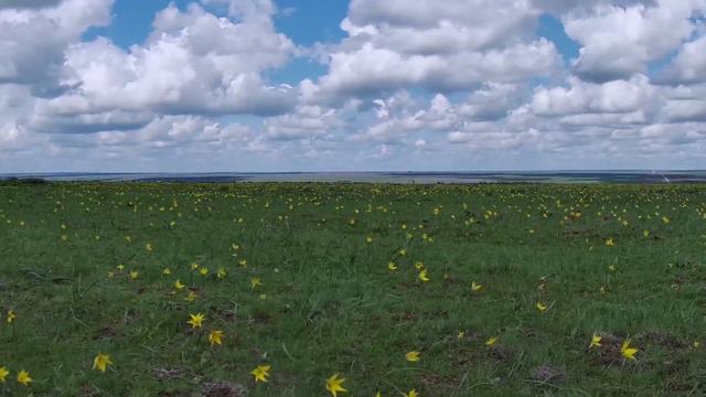 Blooming tulips in 4k 60fps. Steppe wild tulips of Kalmykia. Spring primroses. Footage of flowers. смотреть онлайн