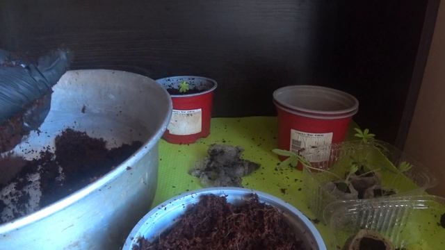 Пикировка Люпинов! Выращивание многолетних люпинов. смотреть онлайн