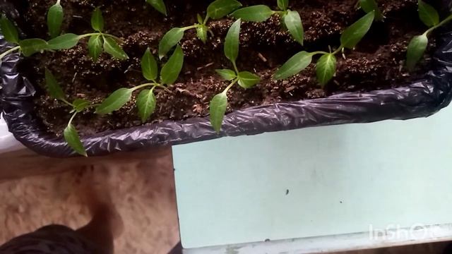 МОШКА от ЗАВАРКИ на РАССАДЕ смотреть онлайн